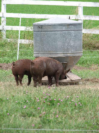 Pigs at food bin